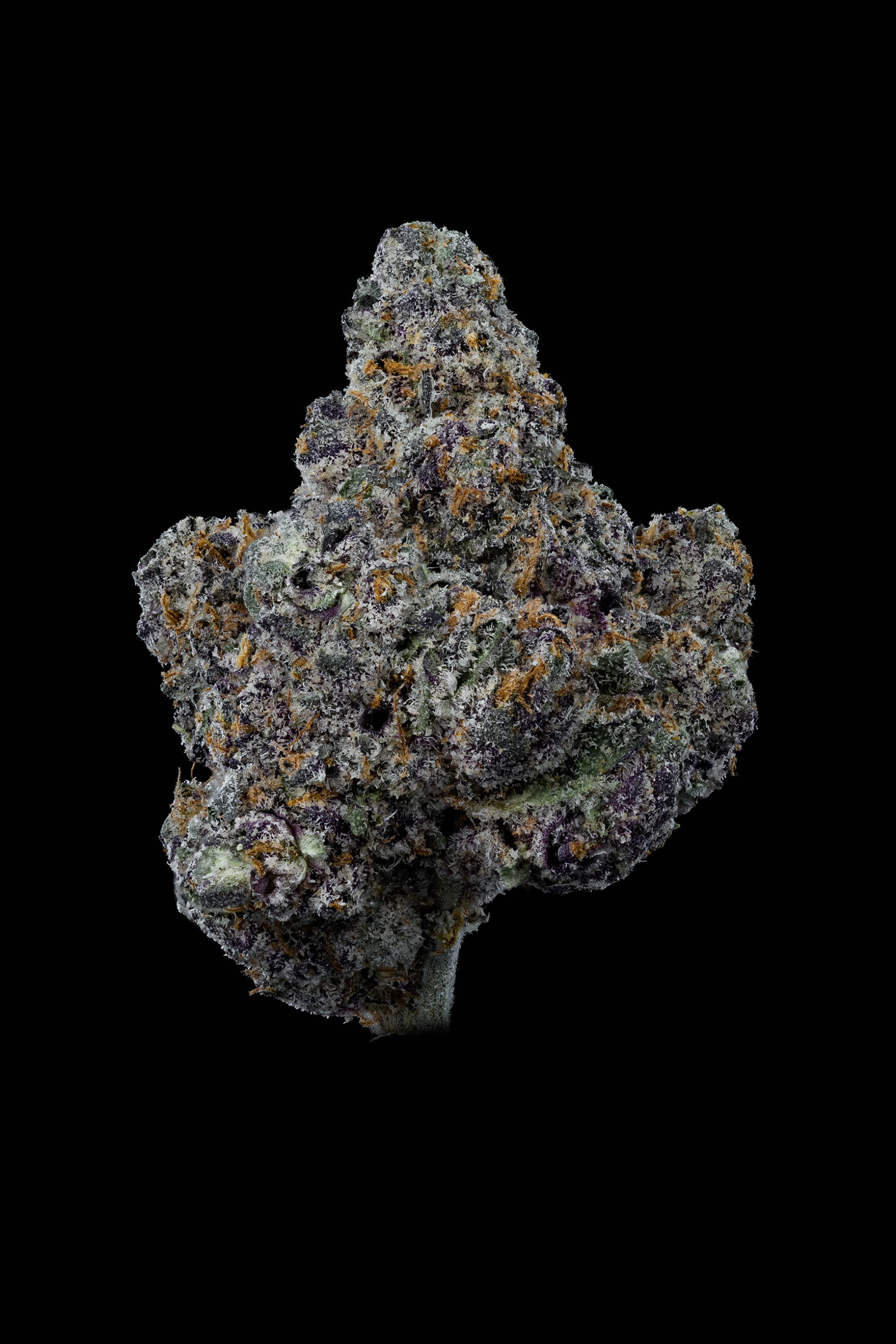 Banana Cream Cake x Jealousy The Grower Circle