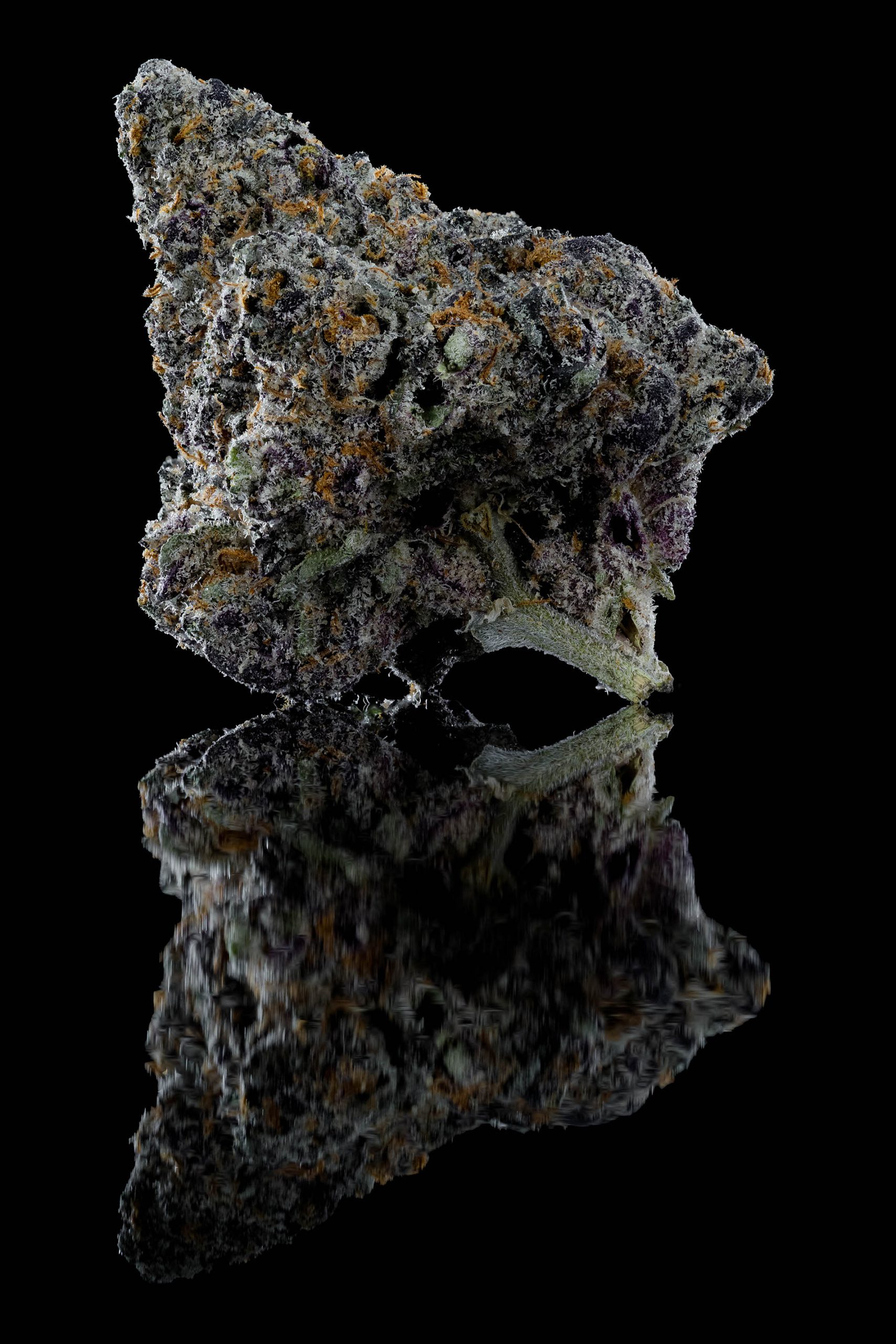 Banana Cream Cake x Jealousy The Grower Circle